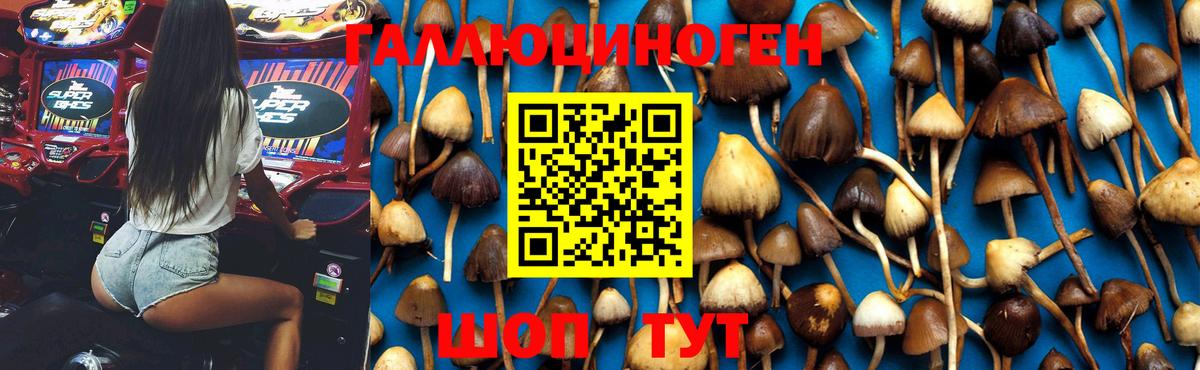 Псилоцибиновые грибы Cubensis  Галлюциногенные грибы Psilocybe  Ирбит  Вход с VPN 